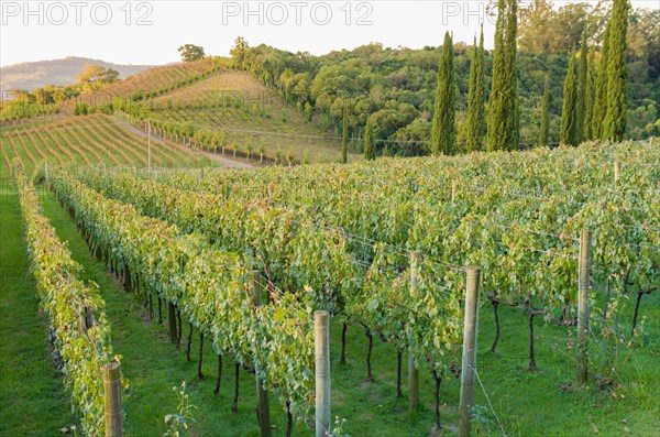 Vineyard of grapes in the Vale dos Vinhedos in Bento Goncalves, a gaucho wine