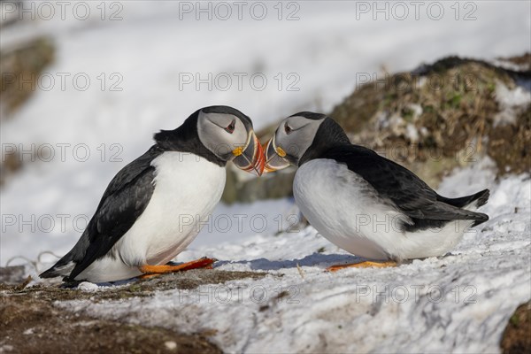 Puffin (Fratercula arctica), beak in greeting, in the snow, Hornoya, Hornoya, Varangerfjord, Finmark, Northern Norway