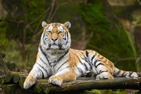 Siberian tiger or Amur tiger (Panthera tigris altaica) lying on the ground, captive, habitat in Russia