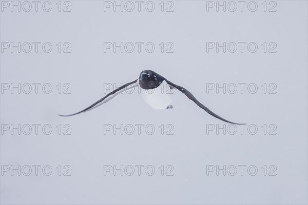 Razorbill (Alca torda), in flight, in the snow, Hornoya, Hornoya, Varangerfjord, Finmark, Northern Norway