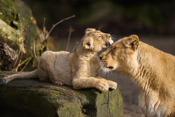 Asiatic lion (Panthera leo persica) lioness lycking her cub, captive, habitat in India