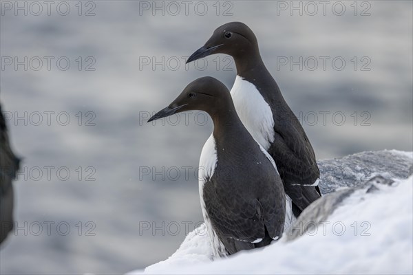 Common guillemot (Uria aalgae), pair, in the snow, Hornoya, Hornoya, Varangerfjord, Finmark, Northern Norway