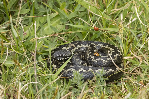 European adder (Vipera berus) adult snake basking in grassland with a ladybird walking on its body, England, United Kingdom, Europe