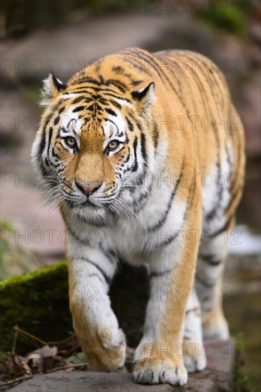 Siberian tiger or Amur tiger (Panthera tigris altaica) sneaking through the forest, captive, habitat in Russia