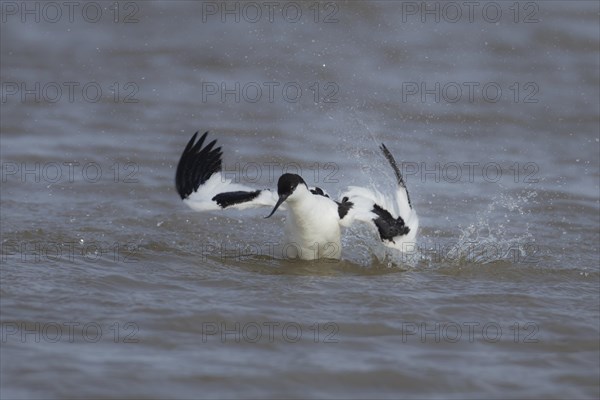 Pied avocet (Recurvirostra avosetta) adult bird flapping its wings in a lagoon, England, United Kingdom, Europe