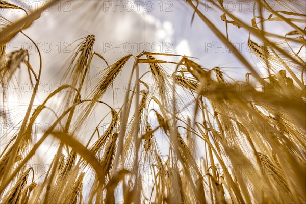 Ripe, golden ears of barley in the foreground with brightly lit clouds in the background, Cologne, North Rhine-Westphalia, Germany, Europe