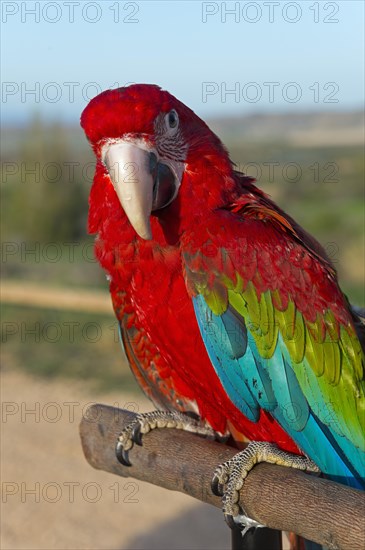 A Scarlet macaw on a perch looks curiously, surrounded by blue-green feathers, privately owned, Spain, Europe