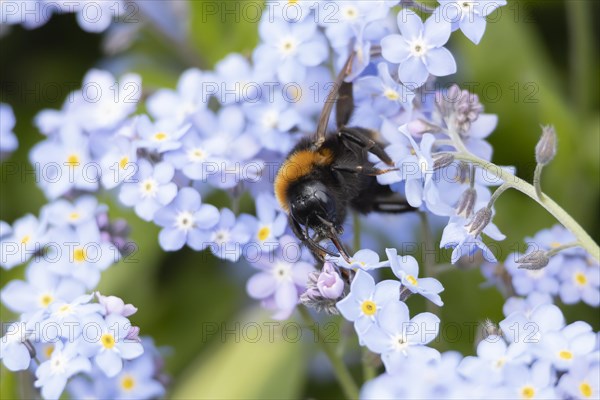 Buff tailed bumble bee (Bombus terrestris) adult feeding on Forget-me-not flowers, England, United Kingdom, Europe