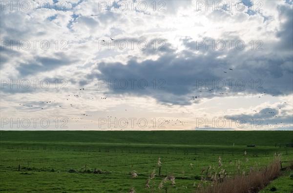 Landscape on the dyke to the Dollart, Pogum, municipality of Jemgum, district of Leer, Rheiderland, East Frisia, Lower Saxony, Germany, Europe