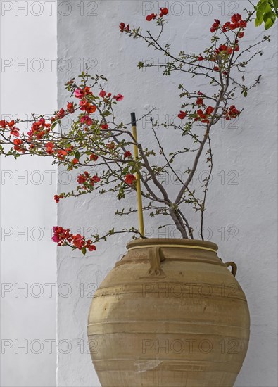 Chaenomeles japonica (Chaenomeles japonica) in an amphora in front of a white house wall, Lindos, Rhodes, Dodecanese, Greek island, Greece, Europe