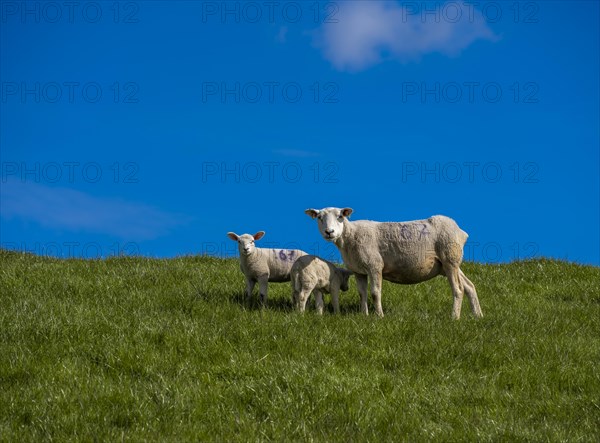 Sheep and lambs on the dyke at Hilgenriedersiel natural beach on the North Sea coast, Hilgenriedersiel, East Frisia, Lower Saxony, Germany, Europe