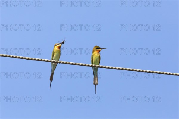 Blue-tailed bee-eater (Merops philippinus) against a blue sky, backwaters, Kumarakom, Kerala, India, Asia