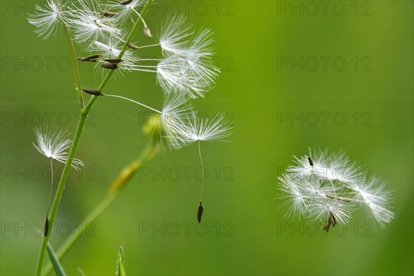 Blowball, Germany, Europe