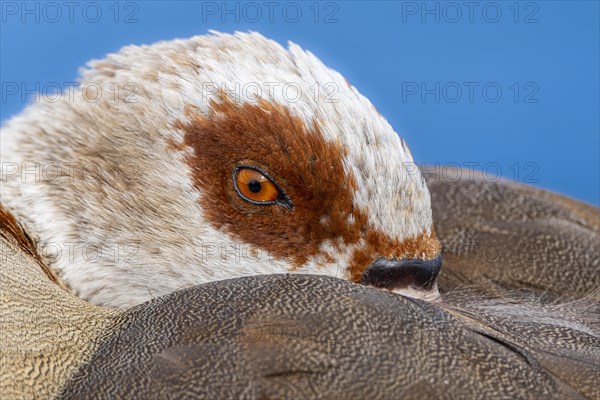 Egyptian geese (Alopochen aegyptiaca), head, portrait, eye, on the banks of the Main, Offenbach am Main, Hesse, Germany, Europe