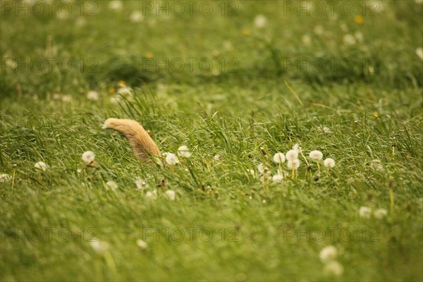 Fox (Vulpes vulpes) looking for fawns (Capreolus capreolus) in tall grass with faded common dandelion (Taraxacum) Allgaeu, Bavaria, Germany, Europe