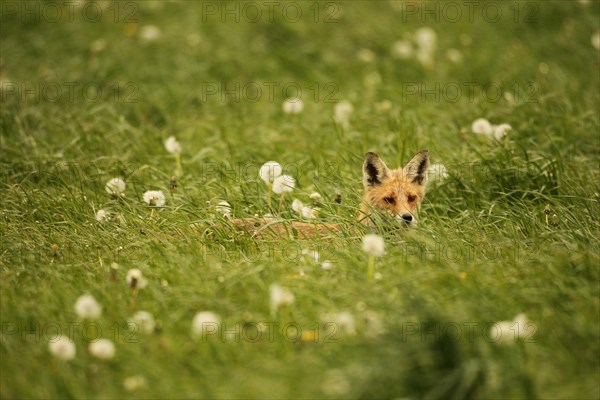 Fox (Vulpes vulpes) looking for fawns (Capreolus capreolus) in tall grass with faded common dandelion (Taraxacum) Allgaeu, Bavaria, Germany, Europe