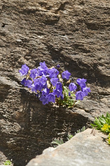 Earleaf bellflower (Campanula cochleariifolia) and Yellow mountain saxifrage (Saxifraga aizoides) blooming in the mountains at Hochalpenstrasse, Pinzgau, Salzburg, Austria, Europe