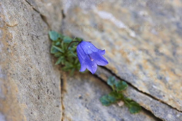 Earleaf bellflower (Campanula cochleariifolia) blooming in the mountains at Hochalpenstrasse, Pinzgau, Salzburg, Austria, Europe