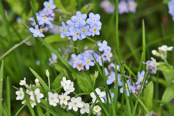 Forget-me-not, spring, Germany, Europe