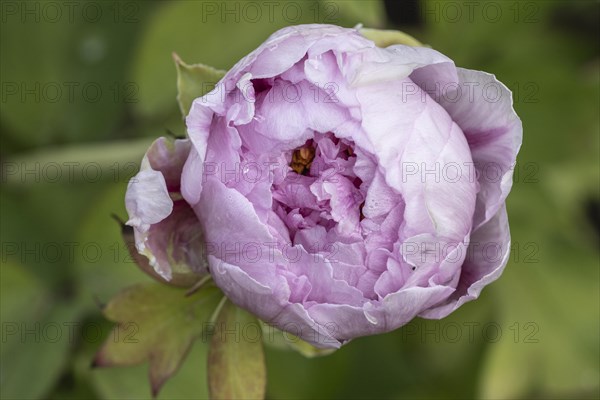 Tree peony (Paeonia suffruticosa), Weimar, Thuringia, Germany, Europe