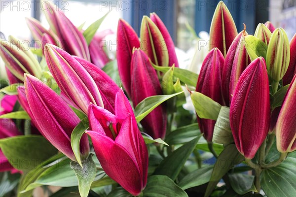 Bright red lily flowers (Lilium candidum) in close-up with green foliage, flower sale, central station, Hamburg, Hanseatic City of Hamburg, Germany, Europe