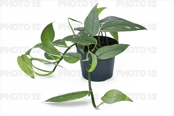 Potted tropical 'Epipremnum Pinnatum Cebu Blue' houseplant with silver-blue leaves on white background