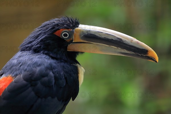 Light-billed Aracari, (Pteroglossus erythropygius), adult, portrait, alert, captive, South America