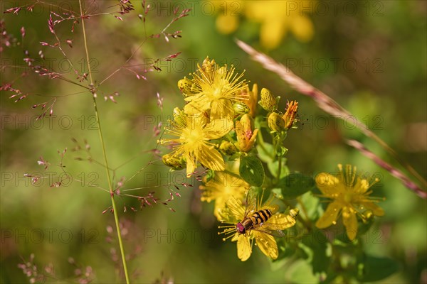 Hoverfly (Syrphid) perched on a yellow flowering St John's wort (Hypericum perforatum)