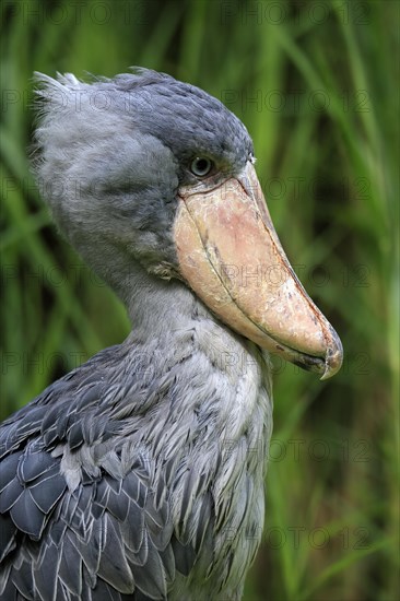 Shoebill (Balaeniceps rex), adult, portrait, captive