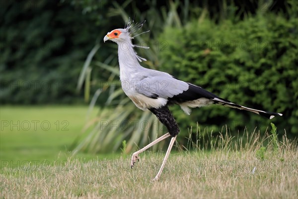 Secretary bird (Sagittarius serpentarius), adult, running, hunting, foraging, concentrated, captive