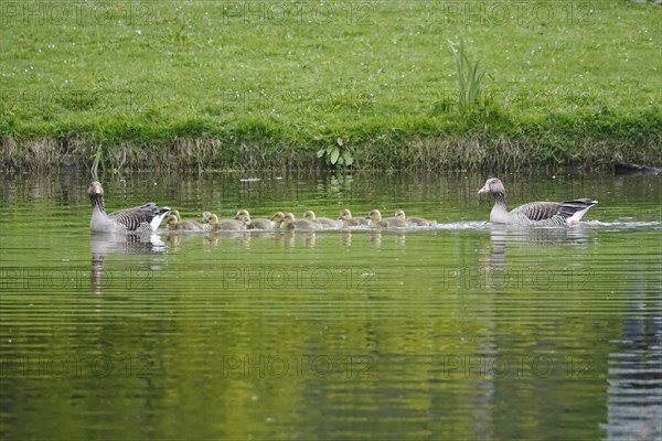 Pair of greylag geese with goslings, spring, Germany, Europe