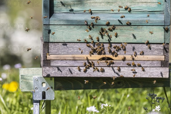 Beehive with flying bees, spring in the Swabian Alb, Weilheim an der Teck, Baden-Wuerttemberg, Germany, Europe