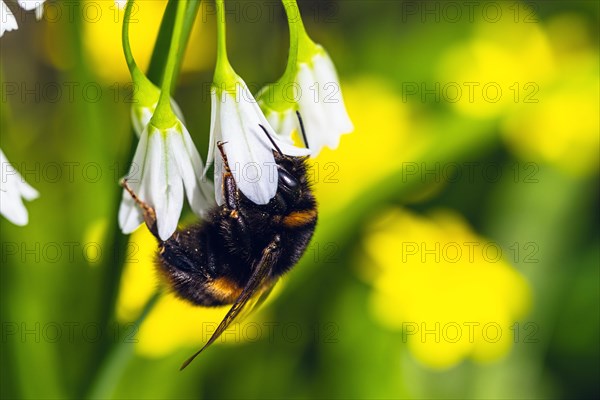 Bumblebee on Three-Cornered Leek, Snowbell, Allium triquetrum in forest at spring time