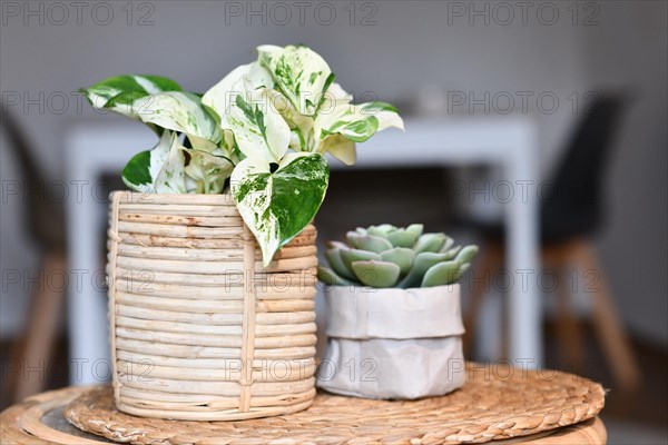 Exotic 'Epipremnum Aureum Manjula' pothos houseplant in basket flower pot on table with succulent plant