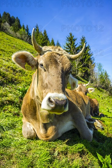 Single dairy cow, Allgaeu Brown cattle, alpine meadow, near Oberstdorf, Allgaeu, Bavaria, Germany, Europe