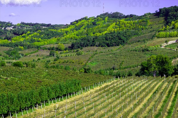 Vineyard of grapes in the Vale dos Vinhedos in Bento Goncalves, a gaucho wine