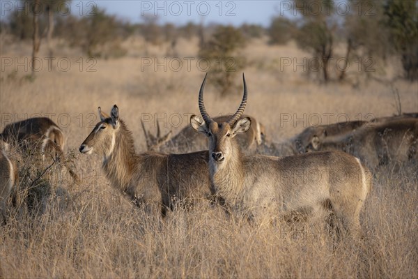 Ellipsen waterbuck (Kobus ellipsiprymnus), adult female animal and male in high grass, Kruger National Park, South Africa, Africa