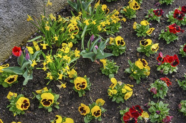Pansies (Viola x wittrockiana), and daffodils (Narcissus), Allgaeu, Swabia, Bavaria, Germany, Europe