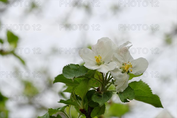 Apple blossoms (Malus), with bokeh in the background, high key shot, Wilnsdorf, North Rhine. Westphalia, Germany, Europe