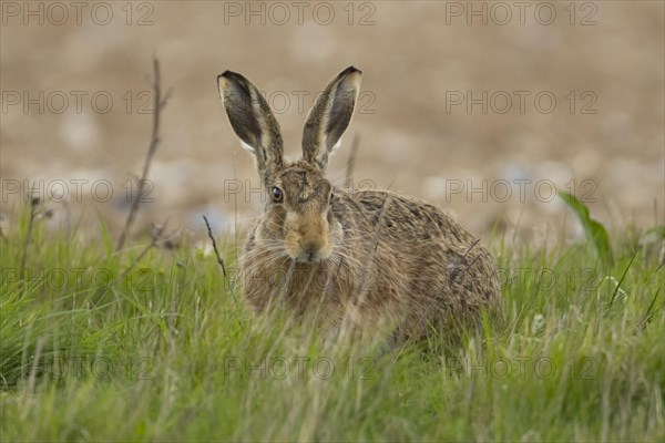 European brown hare (Lepus europaeus) adult animal in a grass field, England, United Kingdom, Europe
