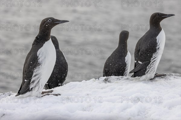 Common guillemot (Uria aalgae), ringed guillemot, several Birds, in the snow, Hornoya, Hornoya, Varangerfjord, Finmark, Northern Norway