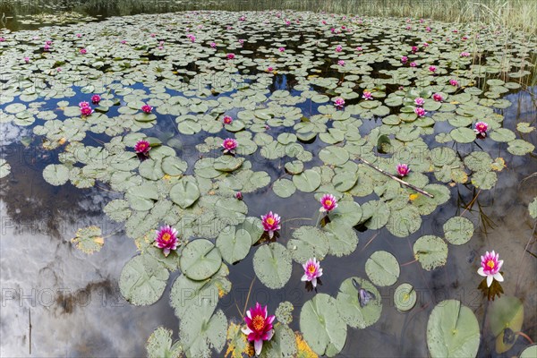 Water lilies (Nymphaea), Schwanseepark, near Fuessen, Ostallgaeu, Bavaria, Germany, Europe