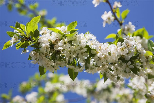 Close-up of white Prunus x eminens 'Crimson Passion', Dwarf sour cherry tree blossoms in spring, Montreal, Quebec, Canada, North America