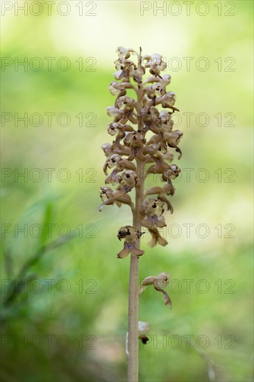 Bird's-nest orchid (Bird's-nest orchid nidus-avis), inflorescence with light reflections of the sun in the background, Hohenschwangau, Allgaeu, Bavaria, Germany, Europe