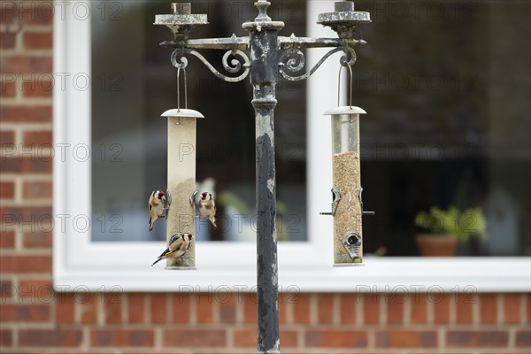 European goldfinch (Carduelis carduelis) three adult birds on a garden bird feeder, England, United Kingdom, Europe