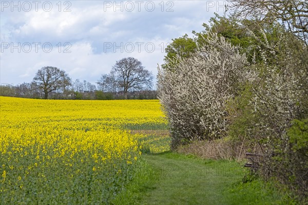 Rape field, flowering blackthorn, field path, Rabel, Schlei, Schleswig-Holstein, Germany, Europe