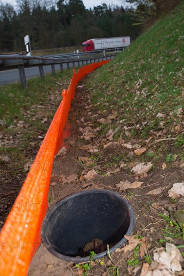 Common toads (Bufo Bufo) in a bucket buried in the ground next to an amphibian fence in the colour orange, protective fence, barrier next to a busy road with crash barrier and delineator, exit of an motorway, moving vehicle, truck, truck passes by, protection, rescue, amphibian migration, toad fence, toad migration, species protection, animal welfare, behaviour, danger, caught, trap, dusk, Lower Saxony, Germany, Europe