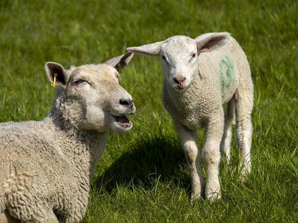 A sheep and a lamb on the dyke at the natural beach Hilgenriedersiel on the North Sea coast, Hilgenriedersiel, East Frisia, Lower Saxony, Germany, Europe