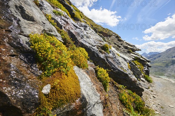 Yellow mountain saxifrage (Saxifraga aizoides) blooming in the mountains at Hochalpenstrasse, Pinzgau, Salzburg, Austria, Europe
