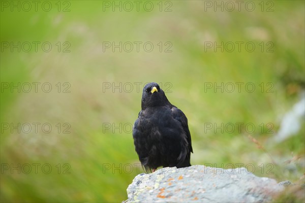 Yellow-billed chough (Pyrrhocorax graculus) sitting on a rock in the mountains at Hochalpenstrasse, Pinzgau, Salzburg, Austria, Europe